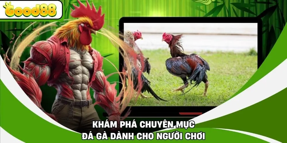 Khám phá chuyên mục đá gà dành cho người chơi