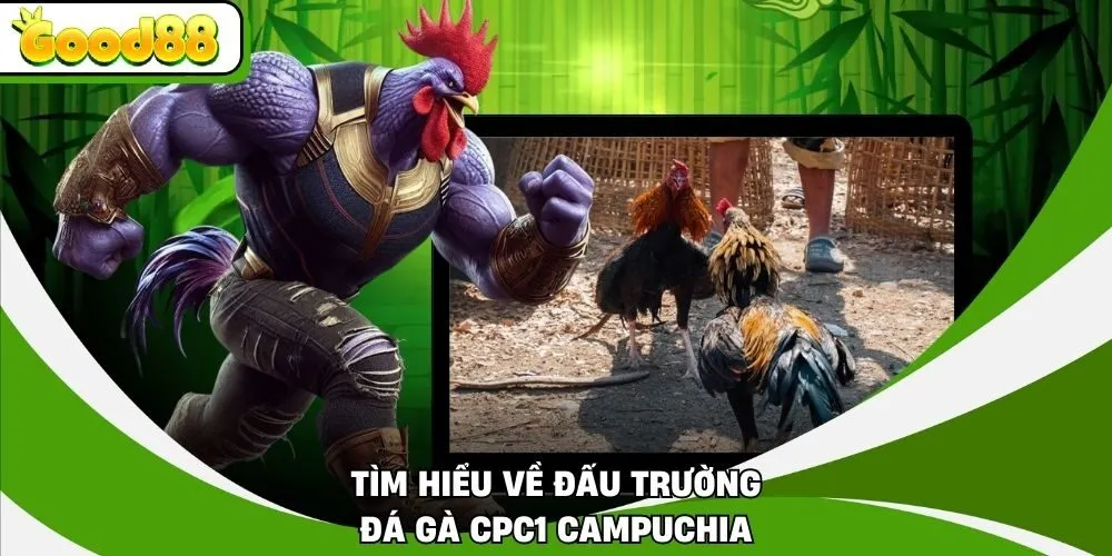Tìm hiểu về đấu trường đá gà CPC1 Campuchia