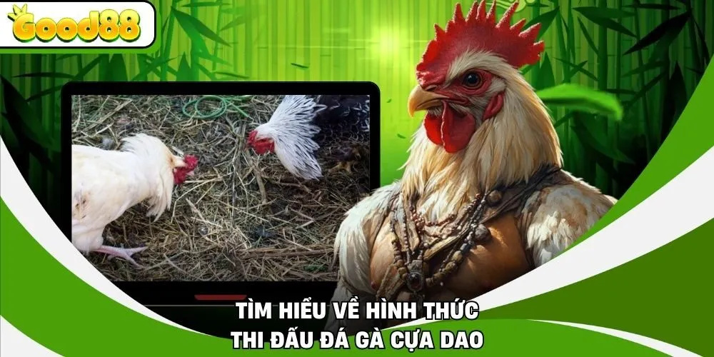 Tìm hiểu về hình thức thi đấu đá gà cựa dao